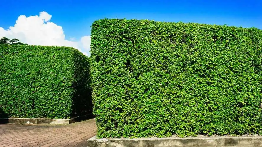 建设美丽乡村，梦圆全面小康